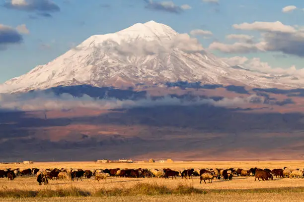 Mount Ararat and herd of sheep at the sunset, in Turkey.