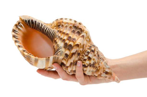 istock woman hand holding big seashell. 682322916