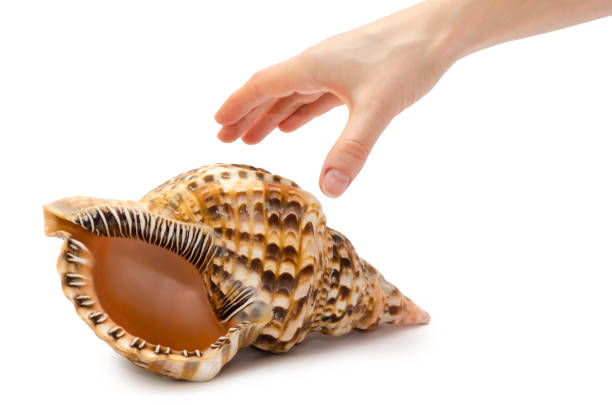 Hand holding Beautiful sea shell on a white backgroundBeautiful sea shell on a white background