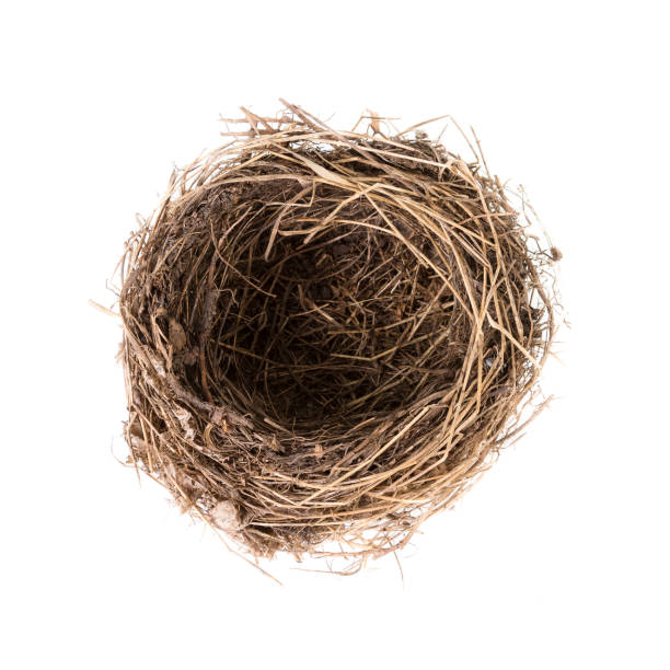 istock Bird nest isolated on white, top view.  Empty nest of common blackbird 682328514
