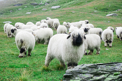 Valais Blacknose Sheep herd with green grass cover mountain at Zermatt, Switzerland
