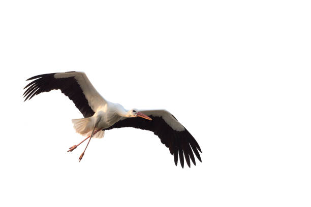 White stork (Ciconia ciconia) with large wings flying isolated on white background. Birth concept.