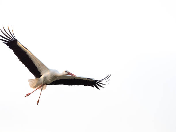 istock White stork (Ciconia ciconia) with large wings flying isolated on white background 682333152