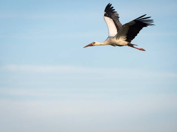 istock White stork (Ciconia ciconia) flying over the clouds against blue sky 682333156