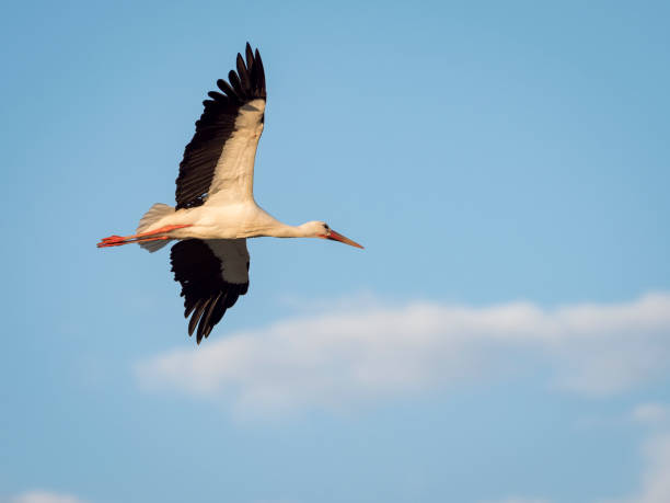 istock White stork (Ciconia ciconia) flying over the clouds against blue sky 682333158