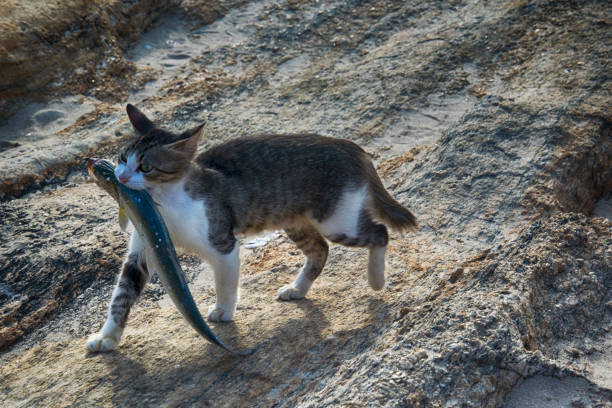 I was watching the sunset on a cliff viewpoint in Rio De Janeiro when this cat walked past with a fish the size of himself in his mouth!