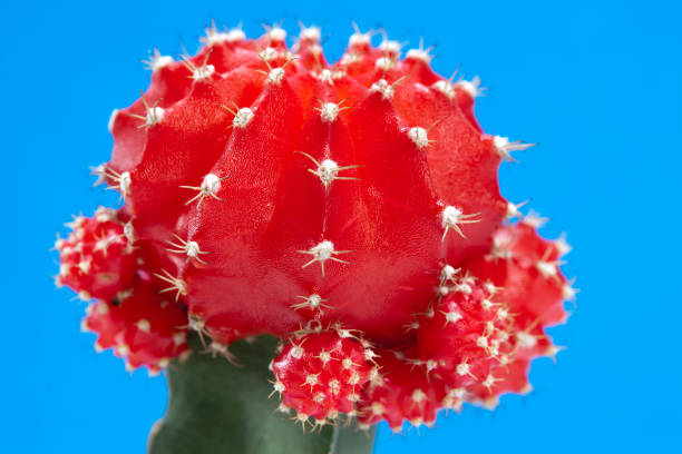 istock Cactus, gymnocalycium mihanovichii variegata 682336680