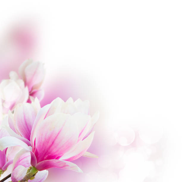 istock Blossoming pink magnolia tree Flowers 682339682