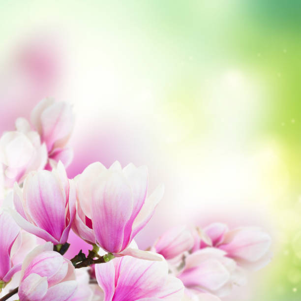 istock Blossoming pink magnolia Flowers 682339740