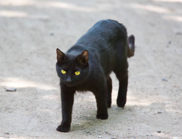 istock the black cat goes along the road 682342888