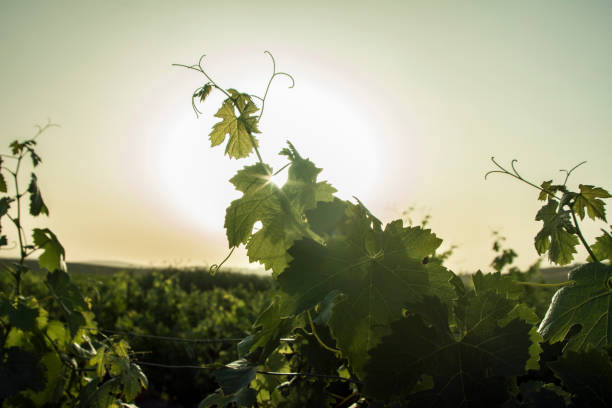 istock Grape leaves in the vineyard at sunset 682342908