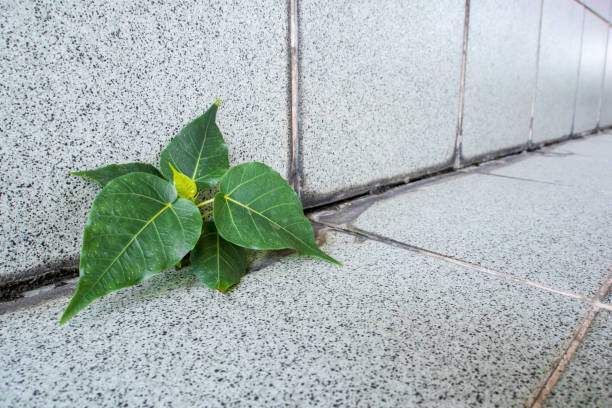 istock Small Banyan tree Growing up in the building 682343188