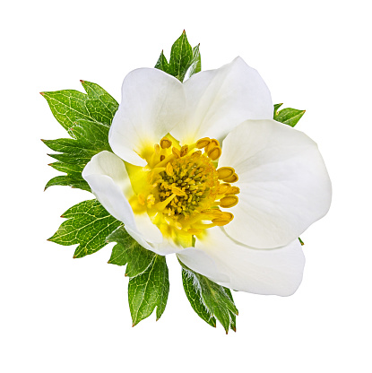 White Anemone flower cut out on white background