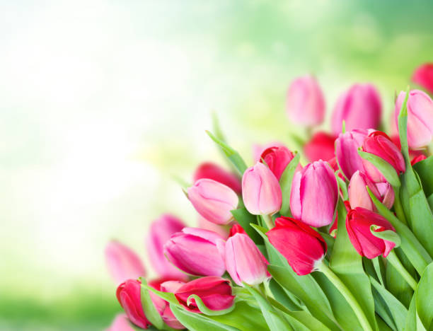 istock tulips in garden 682346842