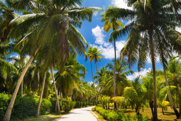 istock Palm trees of Seychelles 682350210