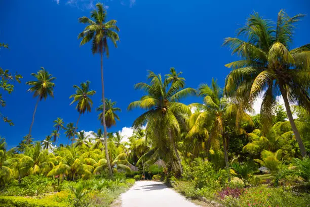Photo of Palm trees of Seychelles