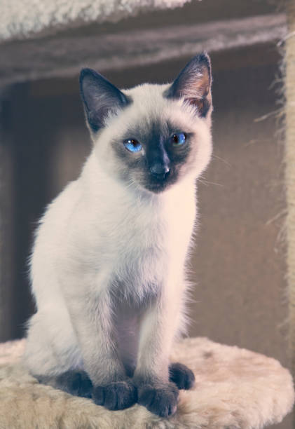 istock Sleek haired kitten of Siamese type (Mekong bobtail) 682350428