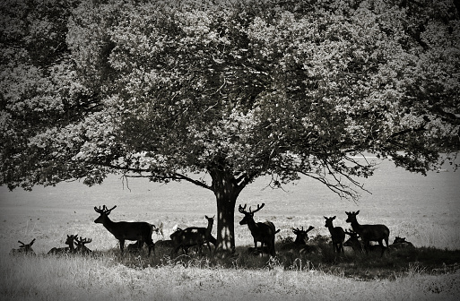 Wild red deer rest in the shade of an English oak tree, a timeless (monochrome) scene in Richmond Park