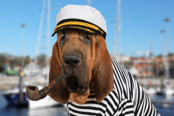 istock The skipper Bloodhound dog 682357080