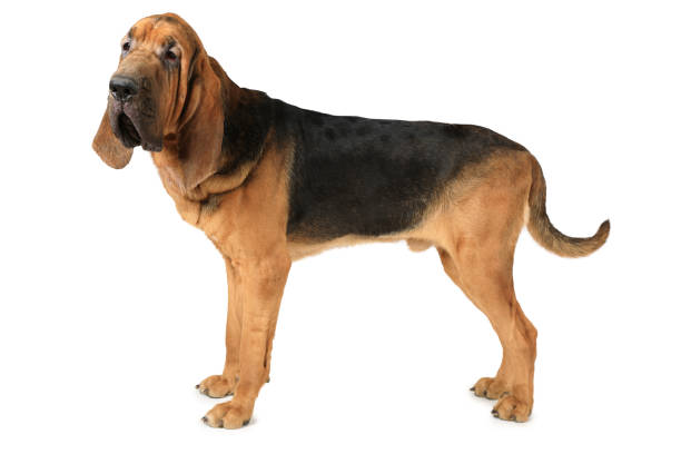 Bloodhound dog over white background Studio shot of eighteen months old purebred Bloodhound dog over white background bloodhound stock pictures, royalty-free photos & images