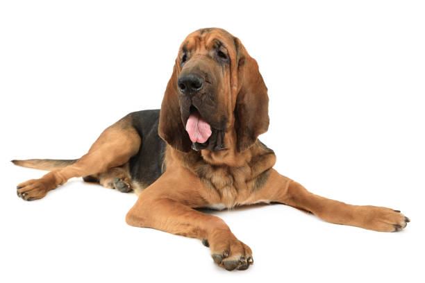 Bloodhound dog over white Eighteen months old purebred Bloodhound dog isolated on a white background bloodhound stock pictures, royalty-free photos & images