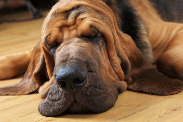 Bloodhound dog sleeping Bloodhound dog sleeping on the floor indoors, close-up bloodhound stock pictures, royalty-free photos & images