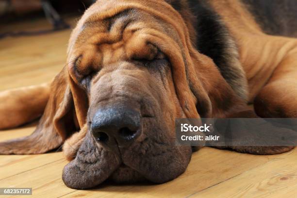 Bloodhound Dog Sleeping-foton och fler bilder på Blodhund - Blodhund, Sova, Jakthund - Rashund