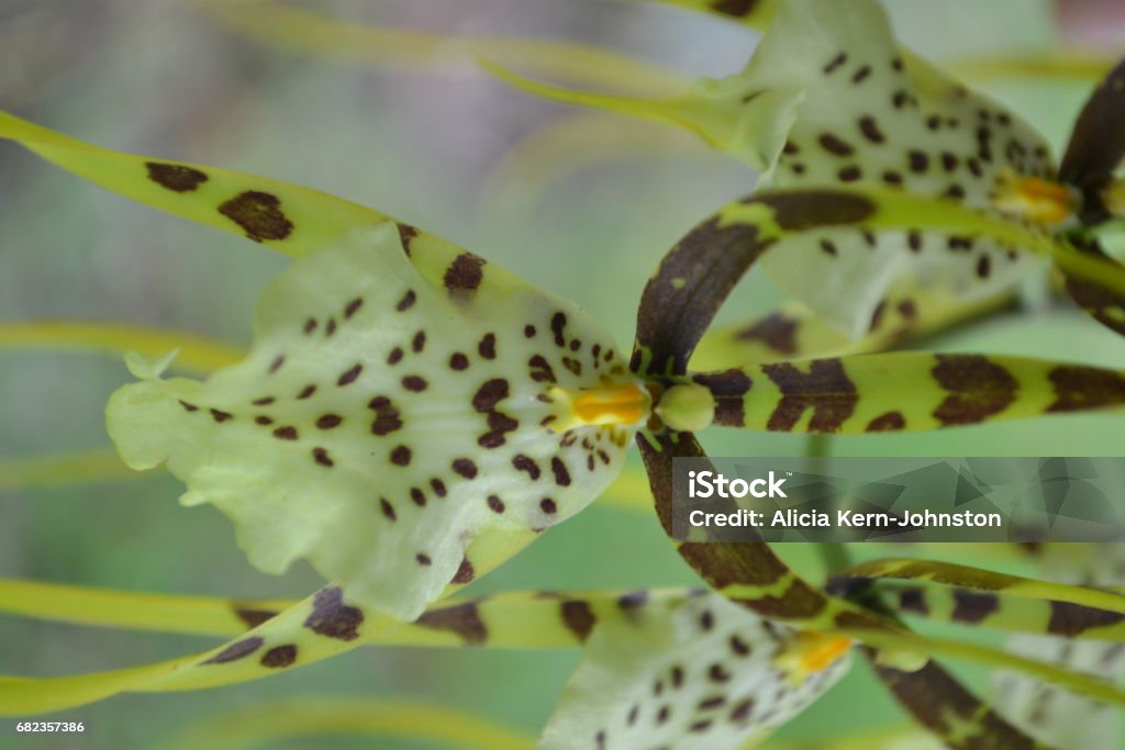 dancing lady orchids - Royalty-free Bloem - Plant Stockfoto