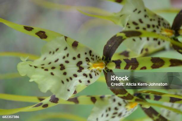 Dancing Lady Orchids Stockfoto en meer beelden van Bloem - Plant - Bloem - Plant, Florida - Verenigde Staten, Fotografie