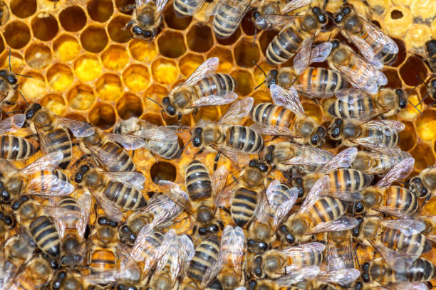 istock Bee collecting honey in honeycomb 682360186