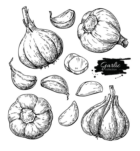 czosnek ręcznie rysowane zestaw ilustracji wektorowych. izolowane warzywa, goździki, pokrojone kawałki.  styl grawerowany - garlic stock illustrations