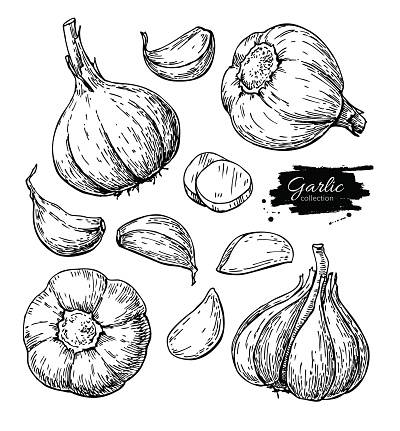 Garlic hand drawn vector illustration set. Isolated Vegetable, clove, sliced pieces.  Engraved style