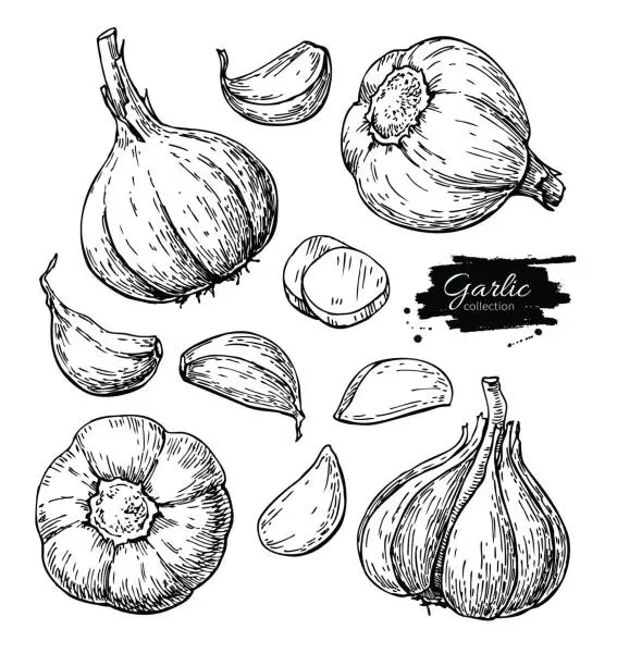 Vector illustration of Garlic hand drawn vector illustration set. Isolated Vegetable, clove, sliced pieces.  Engraved style