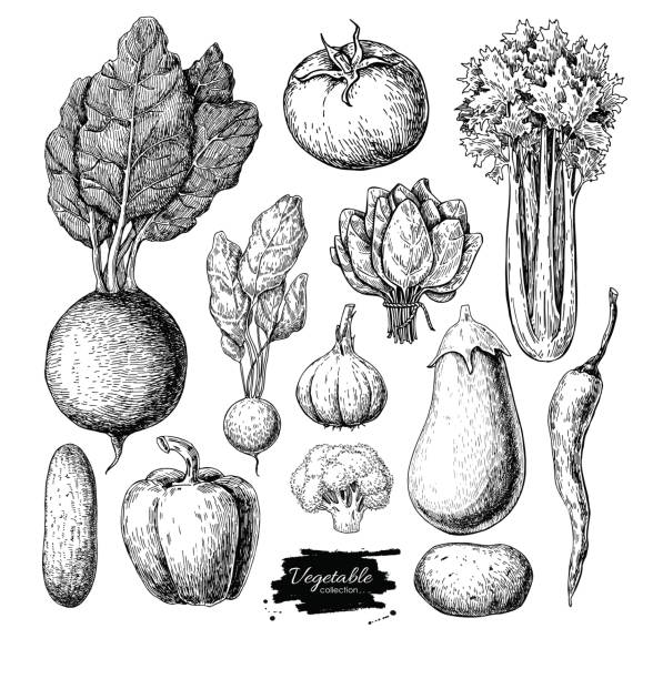 ilustrações de stock, clip art, desenhos animados e ícones de vegetable hand drawn vector set. isolated vegatarian engraved st - espinafres