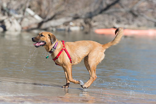 young dog running out of the water at dog park