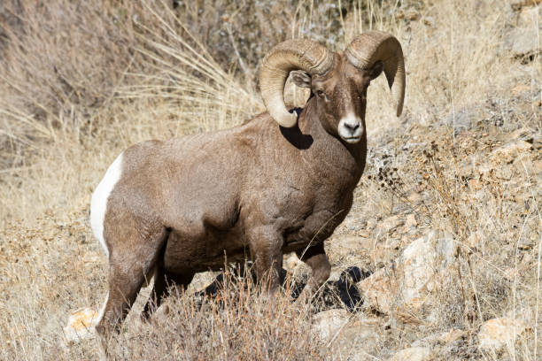 istock Colorado Rocky Mountain Bighorn Sheep 682363410