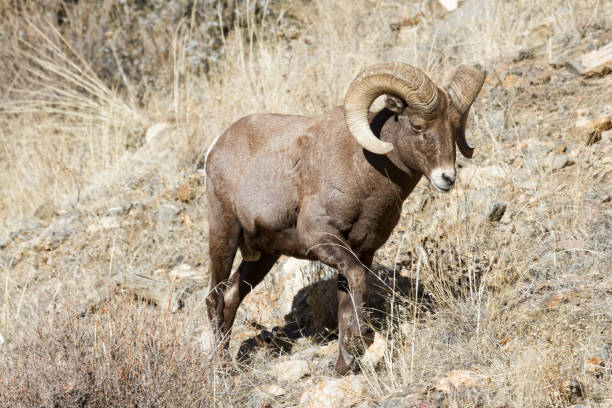 istock Colorado Rocky Mountain Bighorn Sheep 682363436