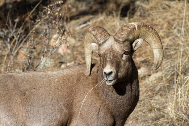 istock Colorado Rocky Mountain Bighorn Sheep 682363706