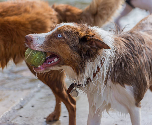 istock wet dog with tennis ball 682363870