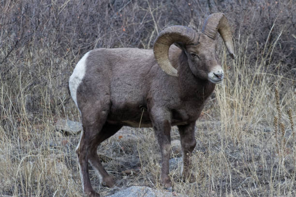 istock Colorado Rocky Mountain Bighorn Sheep 682363886