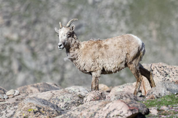 istock Colorado Rocky Mountain Bighorn Sheep 682363972