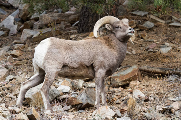 istock Colorado Rocky Mountain Bighorn Sheep 682364248