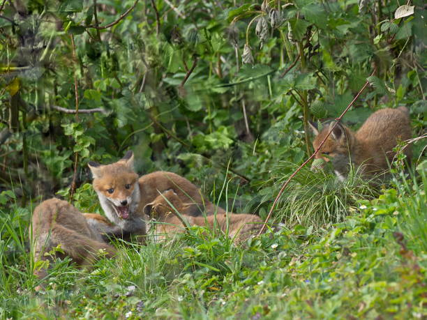 istock Foxes in the garden 682365442