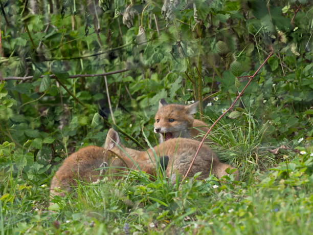 istock Foxes in the garden 682366136
