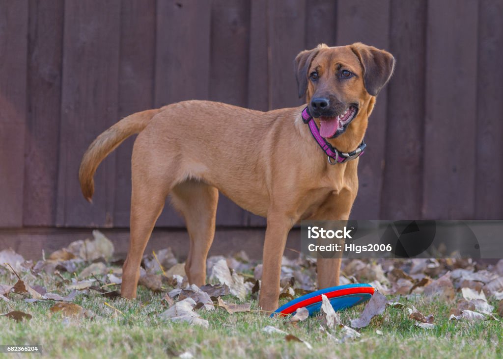 cane marrone in piedi - Foto stock royalty-free di Allegro