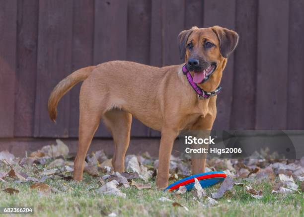 Cane Marrone In Piedi - Fotografie stock e altre immagini di Allegro - Allegro, Ambientazione esterna, Animale