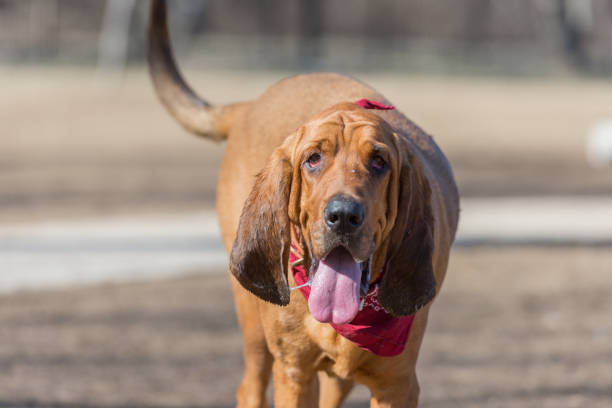 Bloodhound with slobbermouth