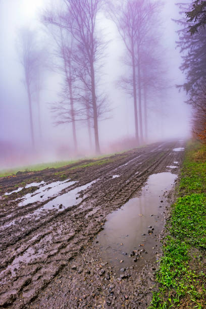 Forest road Spring forest road through the forest in the background a man in a fog eschar stock pictures, royalty-free photos & images