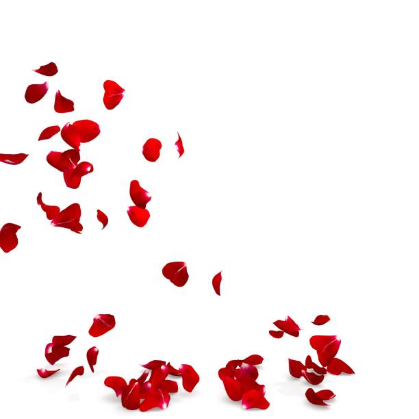 istock Rose petals fall to the floor 682366538