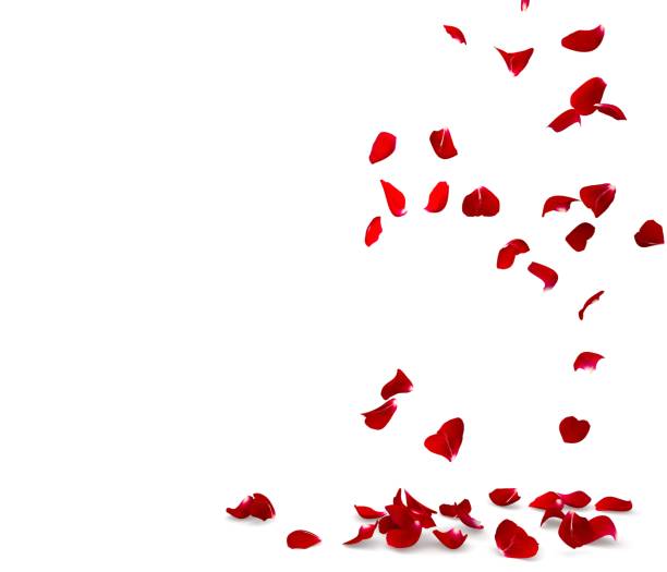 istock Rose petals fall to the floor 682366614